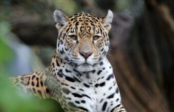 Pantanal