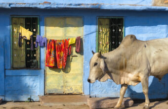 Jodhpur