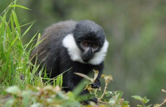 Nyungwe National Park