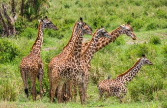 Serengeti