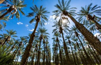 Palm Springs