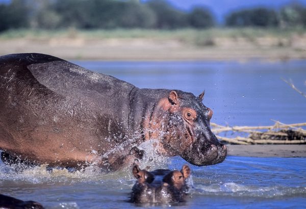 Wild southern Tanzania