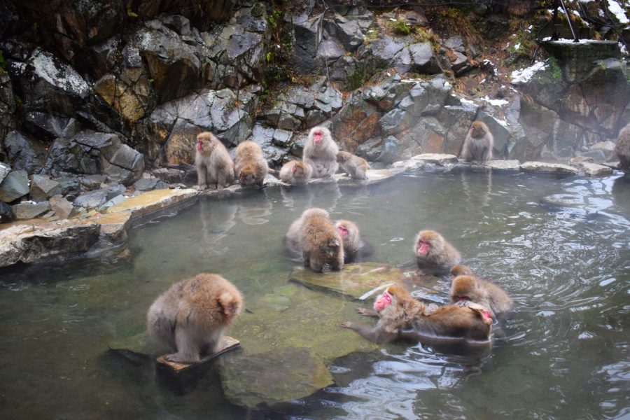 Japan_Shbi-Onsen
