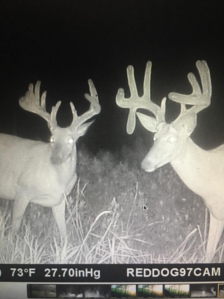 Red Dog Outfitters Announcements