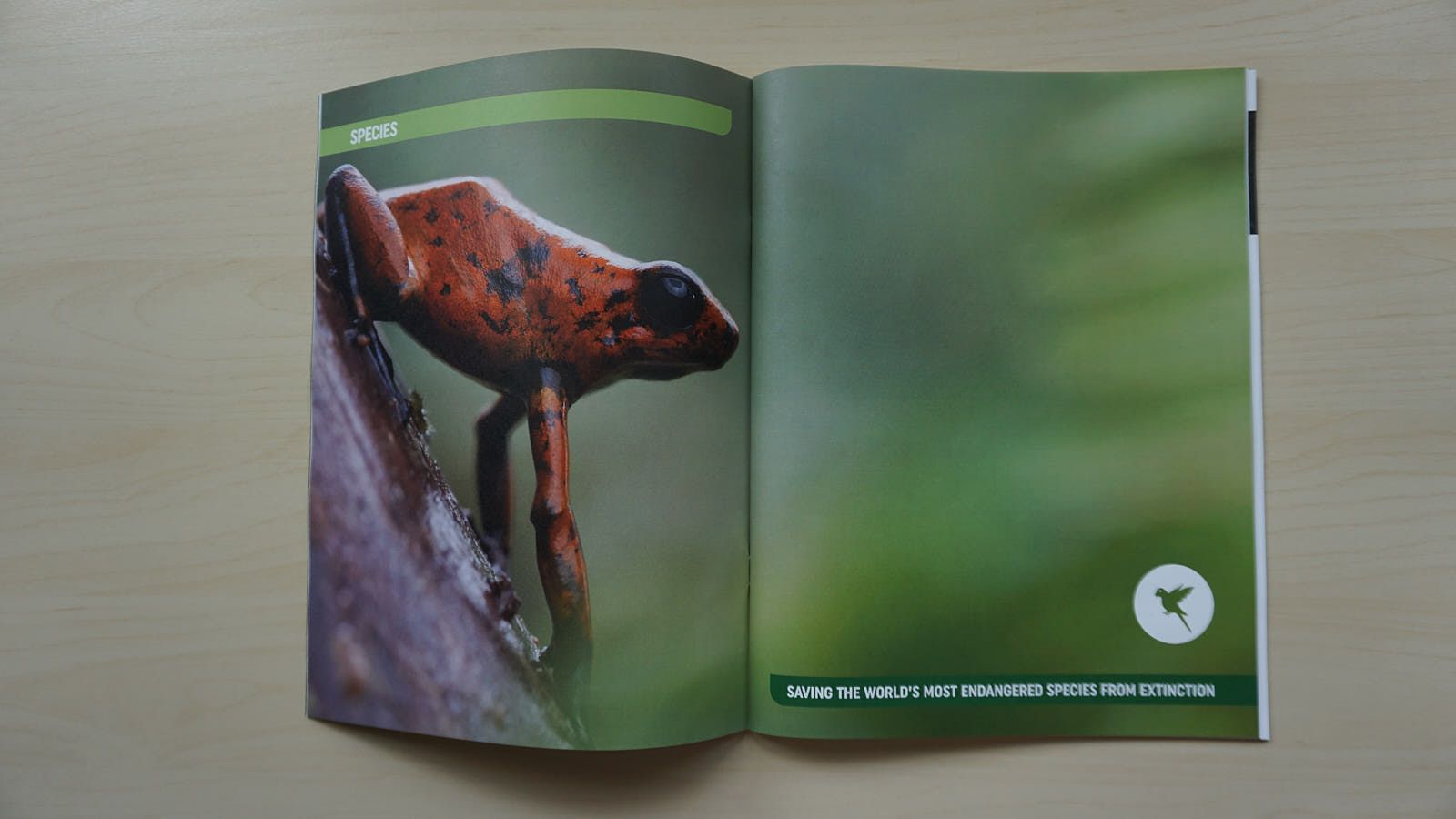 Annual Report 2017, Rainforest Trust | International Design Awards Winners