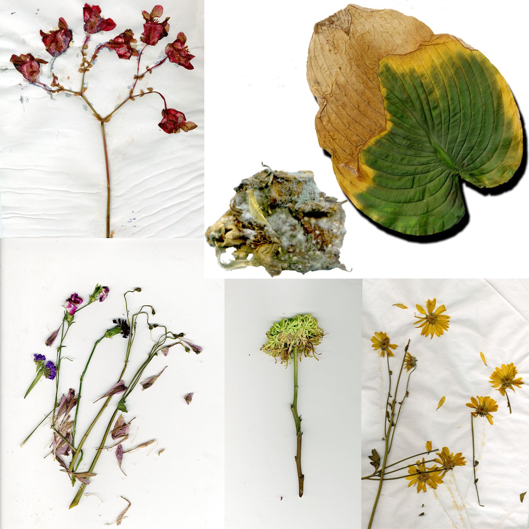 The Last Blooming, Qixin  | International Design Awards Winners