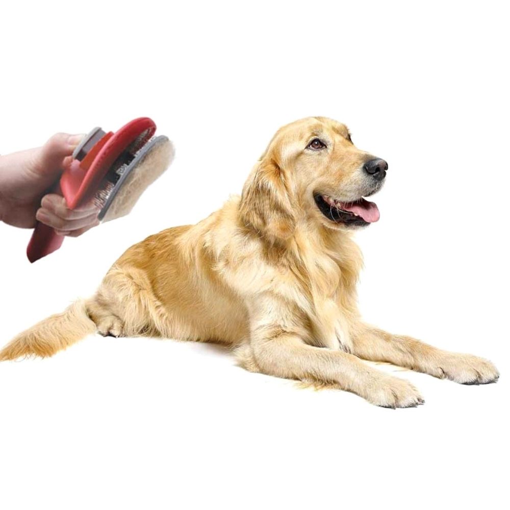 Cuál es el mejor cepillo para tu perro? - MyPOPI