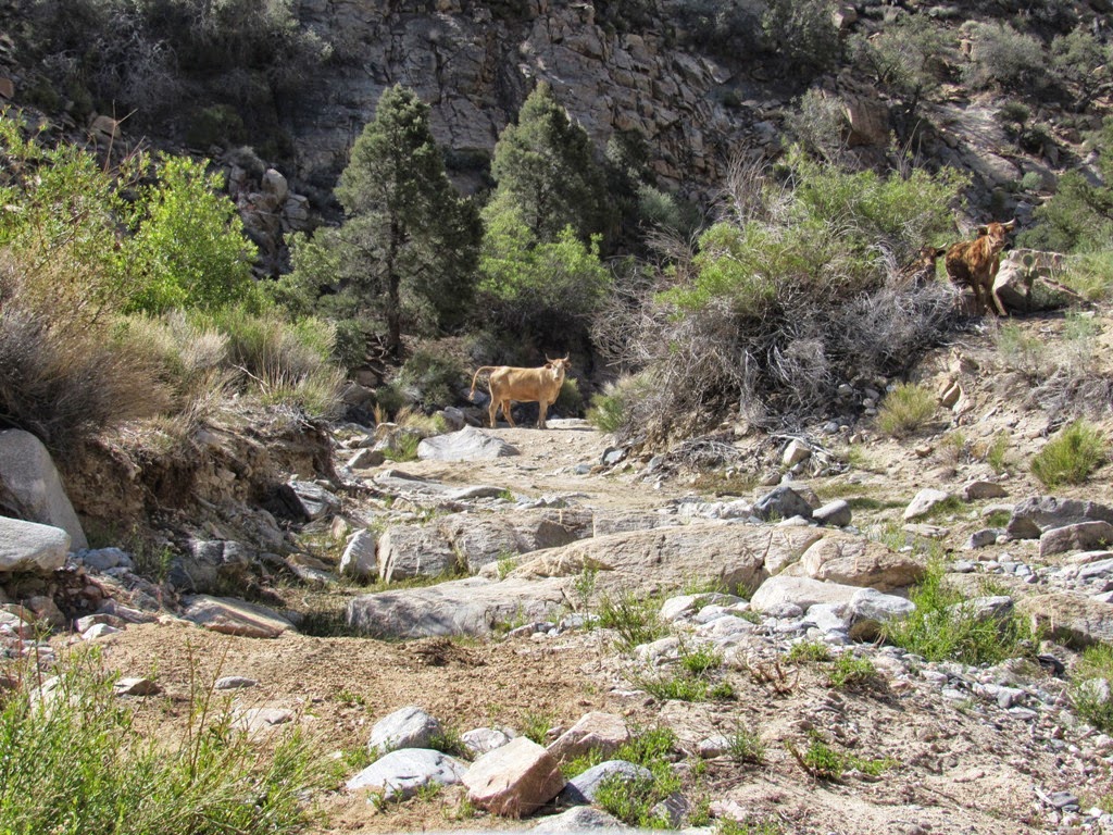 2N02 Burns Canyon California Offroad Trail