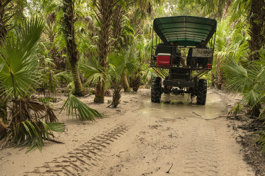 billie swamp tour