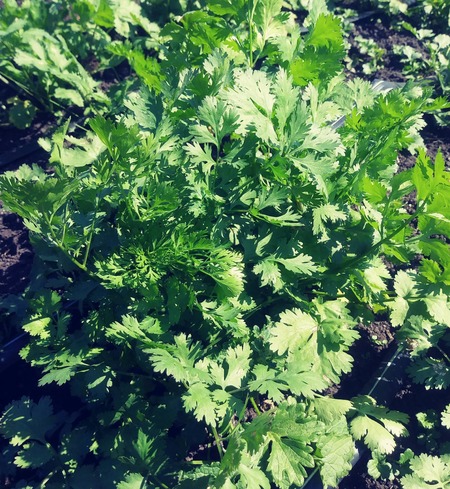 Herb, cilantro