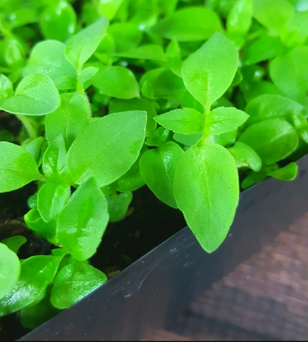 Basil (Lemon) Microgreens