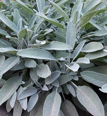 Sage, Fresh
