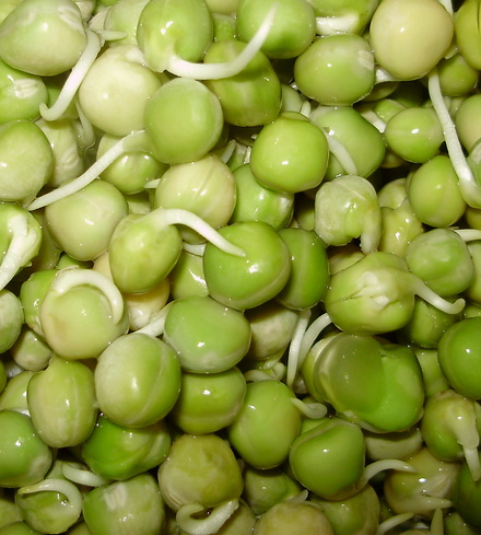 Organic Sprouted Peas