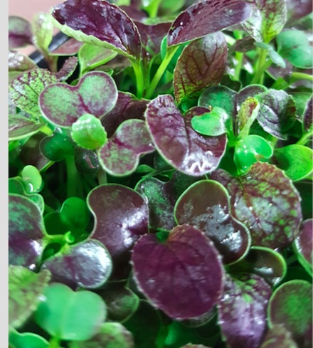 Pac Choi (Red) True Leaf
