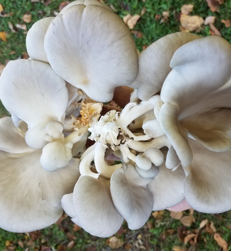 Oyster Mushrooms
