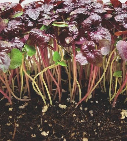 Red Shiso Microgreens