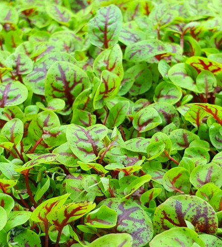 Red Veined Sorrel