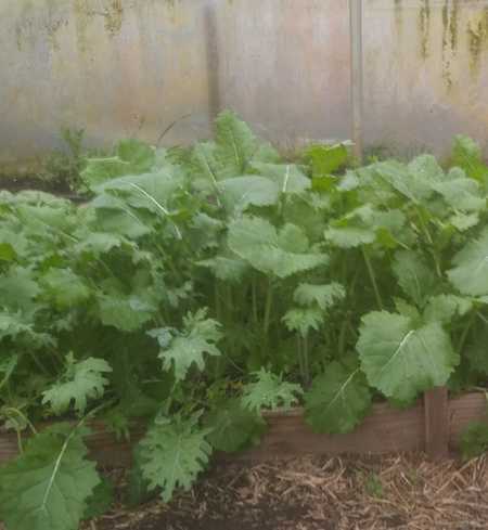Mixed Garden Kale