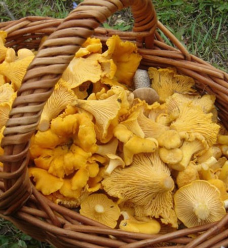 Chanterelle