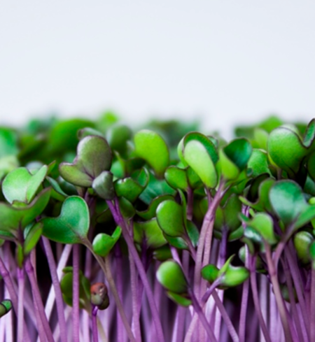 Microgreens, Kohlrabi