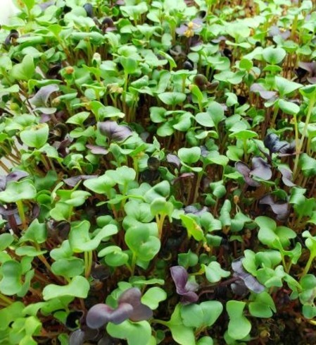Microgreens - Radish