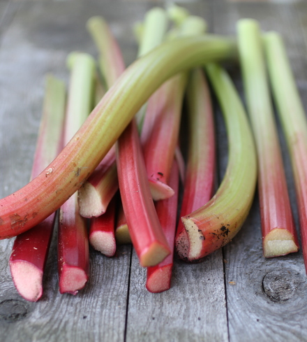 Organic Rhubarb Stalks