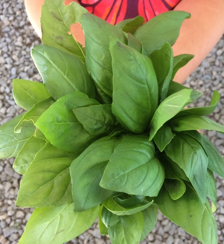 Basil - Genovese