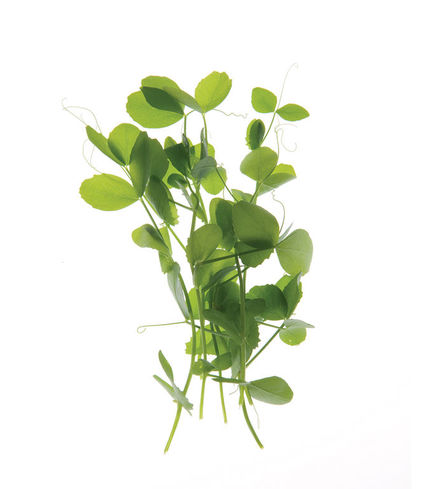 Field Pea (Pea Shoots)