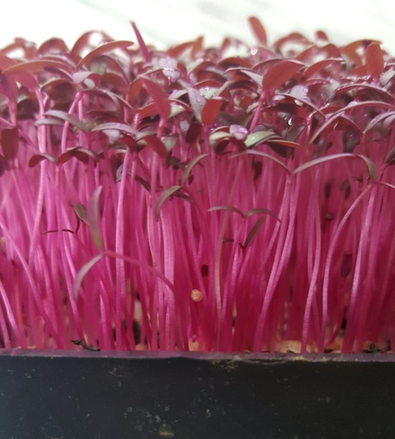 Amaranth (Red) Microgreens