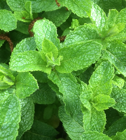 Mint Galore!