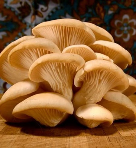 Oyster