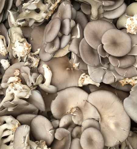 Grey Oyster Mushrooms
