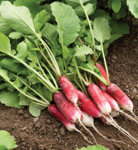 Radish, French Breakfast