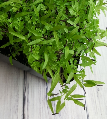 Chervil Microgreens