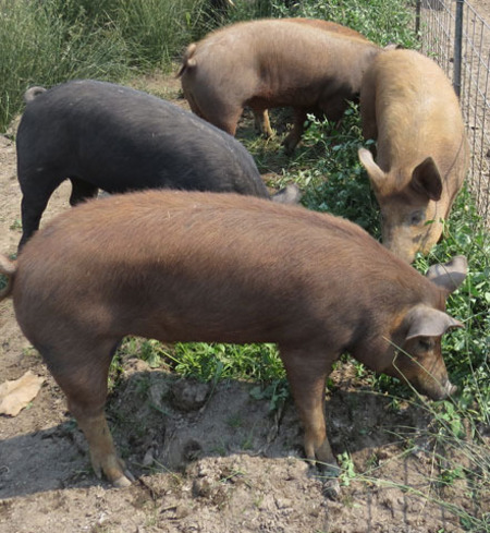 Whole Heritage Pig
