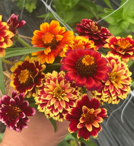 Zinnia, mini