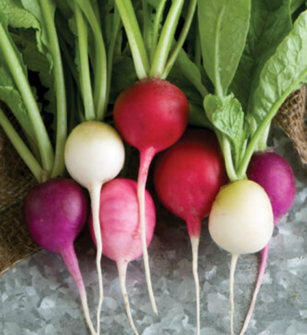Radish, Easter Egg