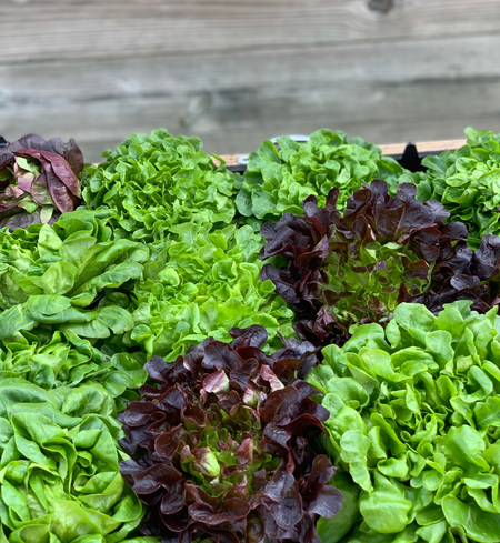 Lettuce, Salanova