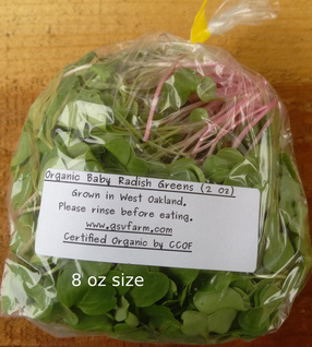 Organic Baby Radish Greens