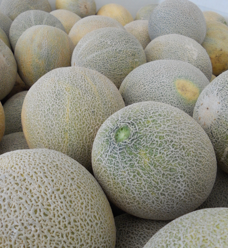 Cantaloupe, Orange