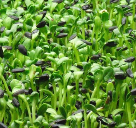 Sunflower Microgreens