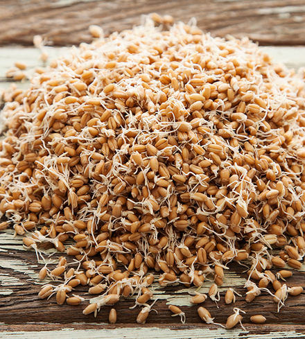 Organic Sprouted Wheat