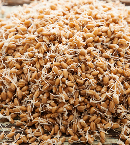 Organic Sprouted Wheat