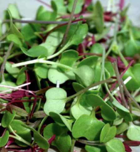 Microgreen Mix, Brassica