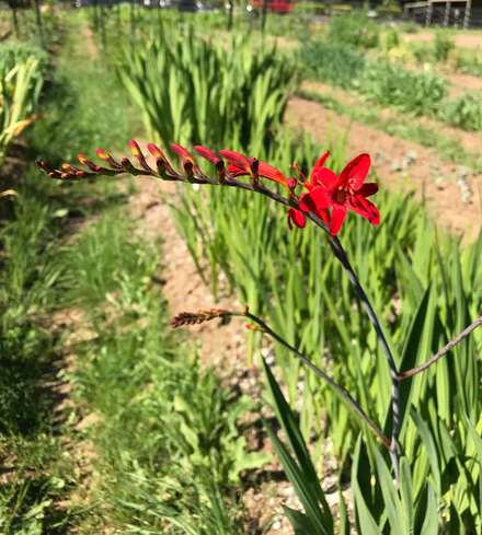 Crocosmia - Red