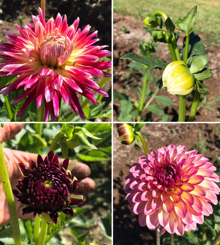 Dahlias 2-6" blooms