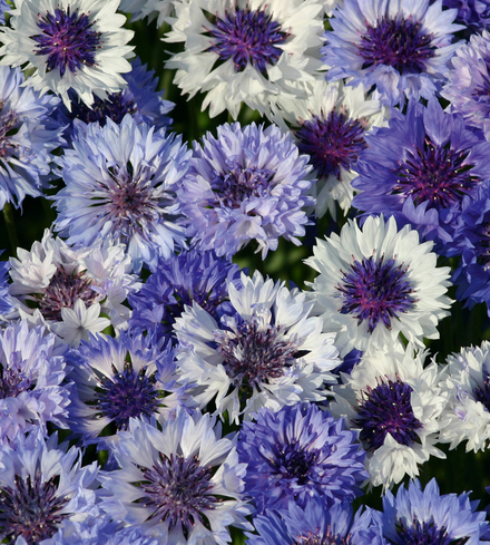 Centauria