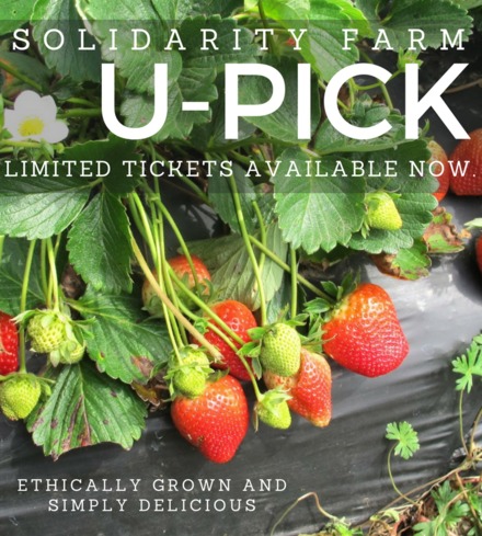 Strawberry U-Pick