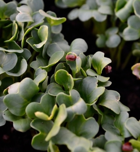 Radish Microgreens