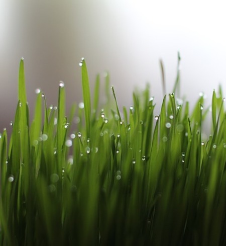 Wheatgrass - Organic